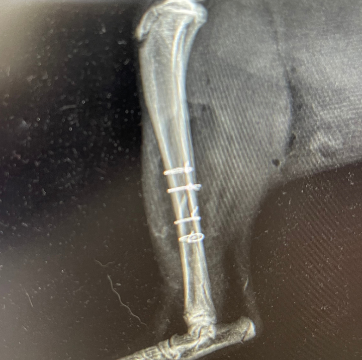 xray Westgate Animal Hospital
