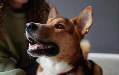 Happy dog looking away and smiling