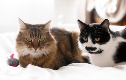 Two cute cats sitting with toy mouse