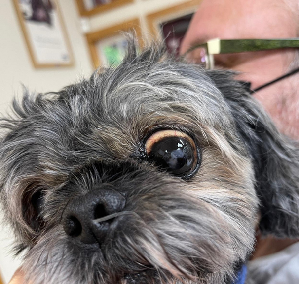 Close-up picture of a dog's face