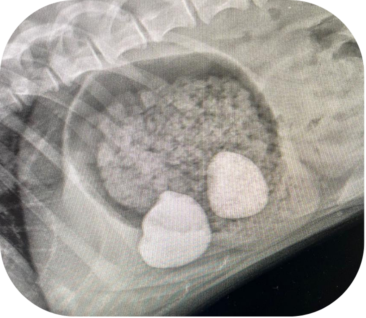 Soft tissue surgery page