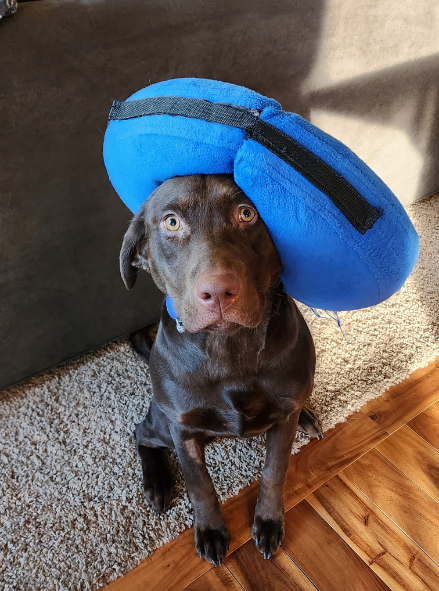 Dog sitting with a blue pillow on its head.