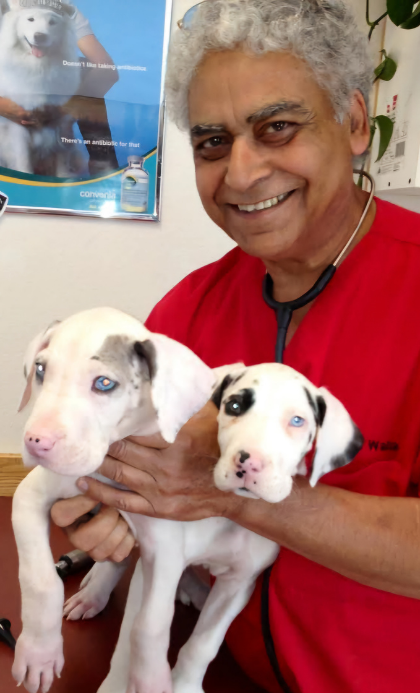 Dr. Kamal Walia with puppies