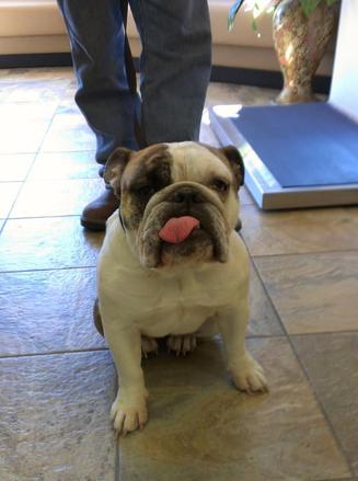 Bulldog sitting on a tiled floor with tongue out, next to a person in a veterinary clinic.