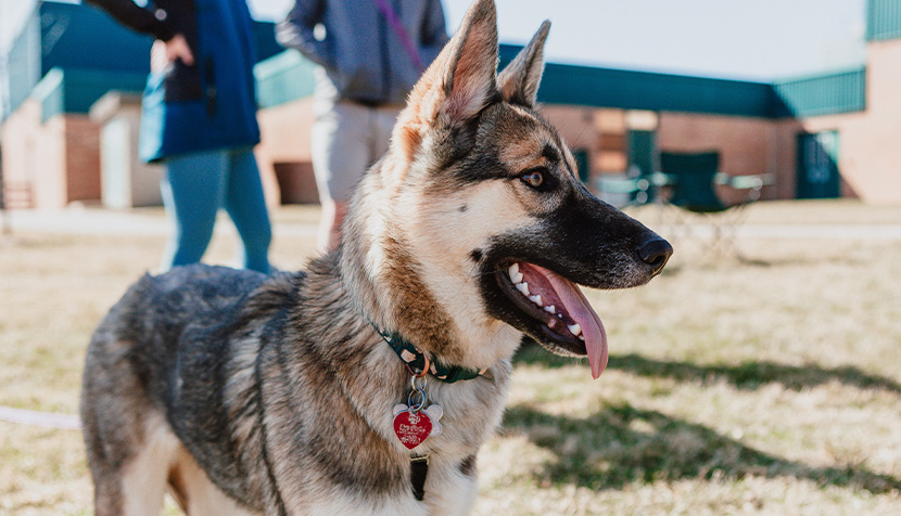 Beautiful german shepherd husky mix puppy smiling