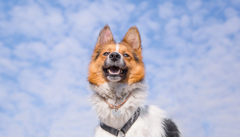 A mixed breed dog on a walk dog running