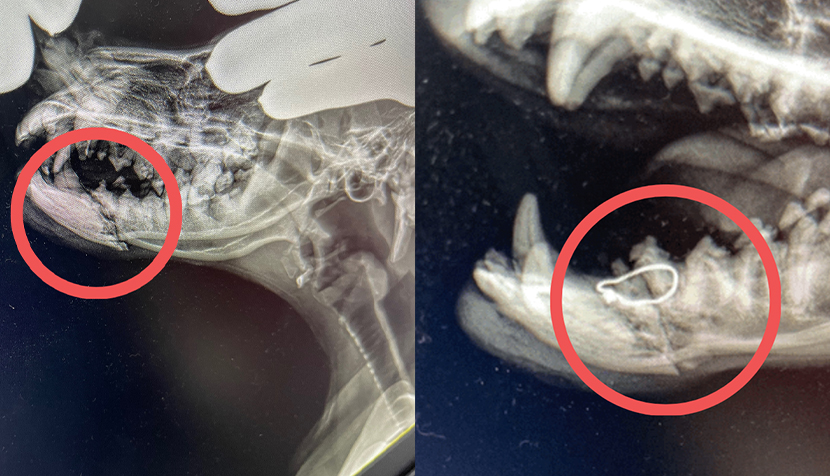 Before and after Orthopedic surgery X-ray