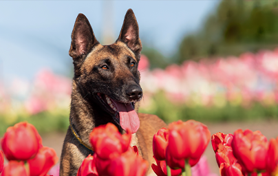 Beautiful malinois dog enjoying a colorful field