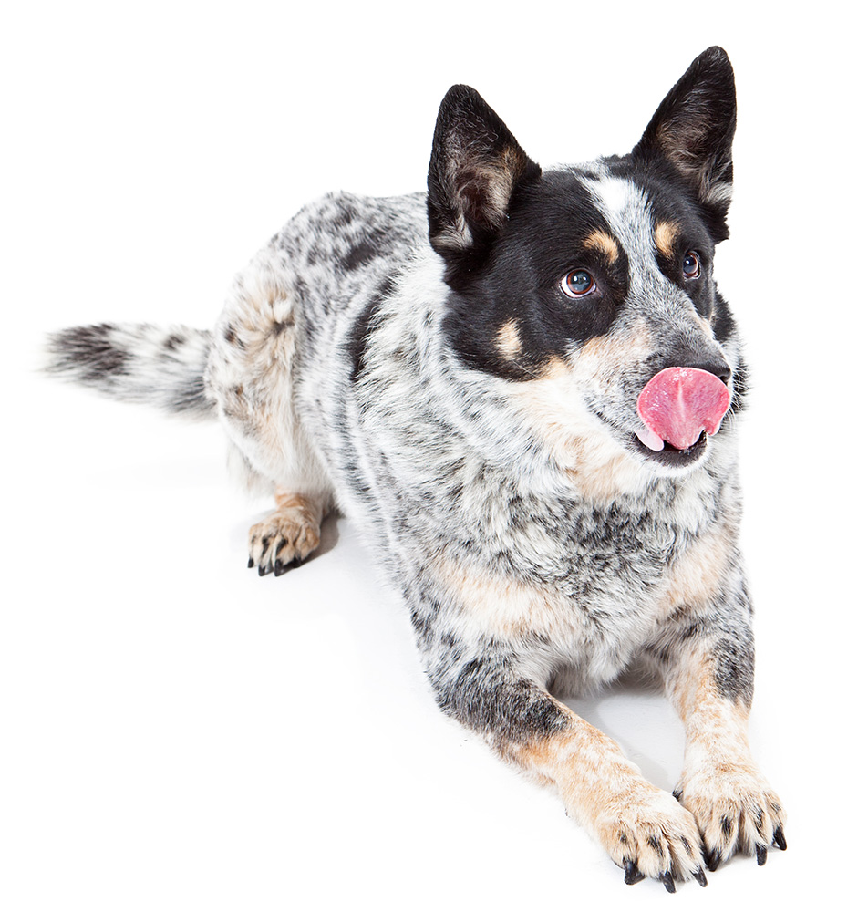 Australian cattle dog laying tongue out