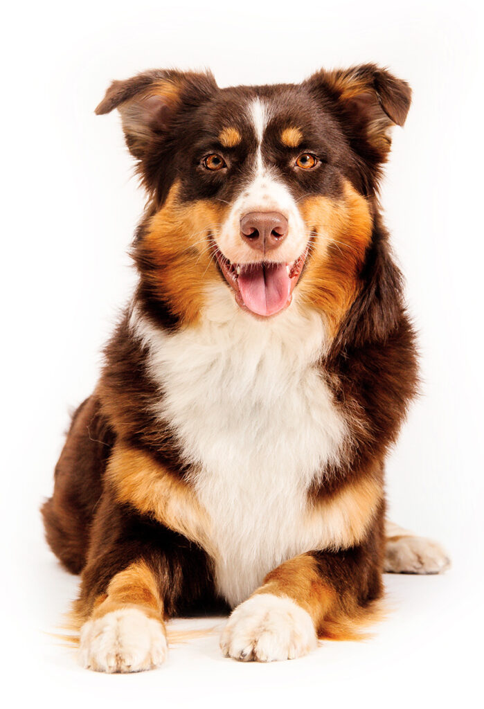Australian shepherd dog