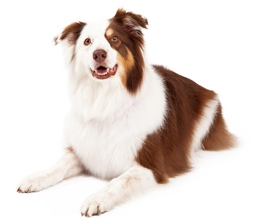 Beautiful border collie laying down