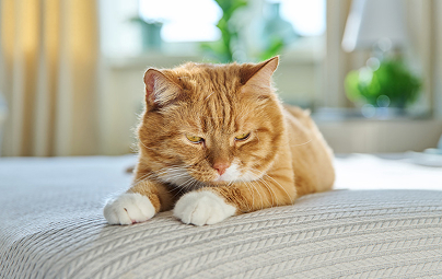 Old red cat lying at home on the bed
