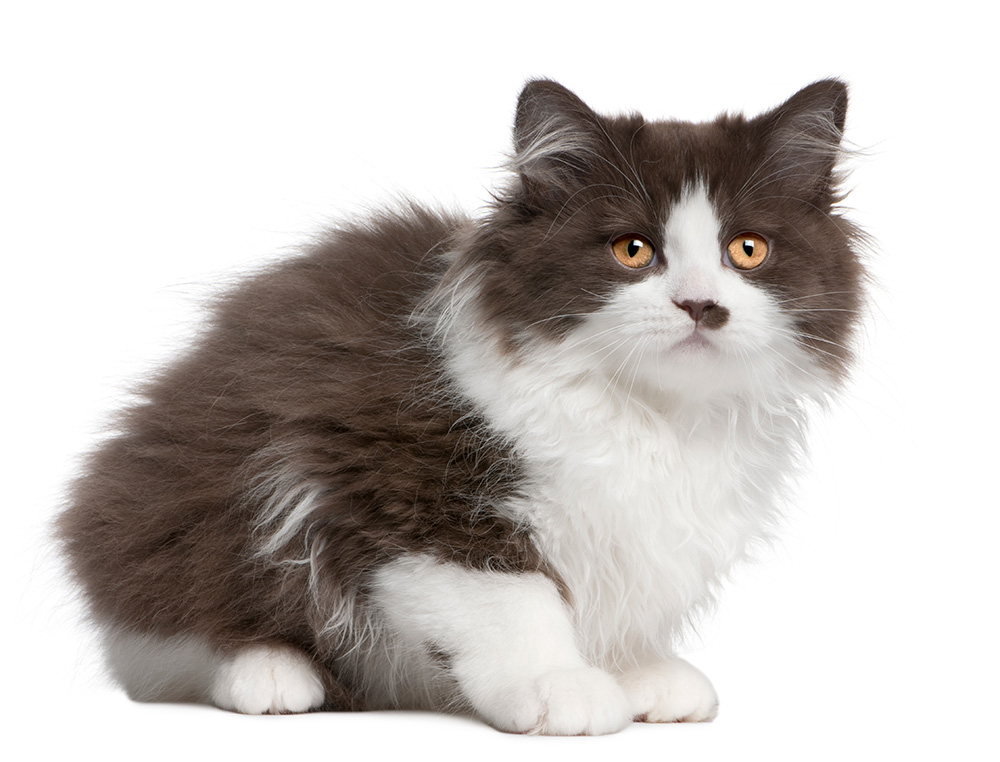 British longhair kitten 3 months old sitting