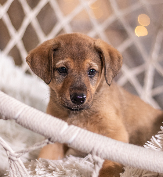 Brown mongrel puppy lies in a wicker chair