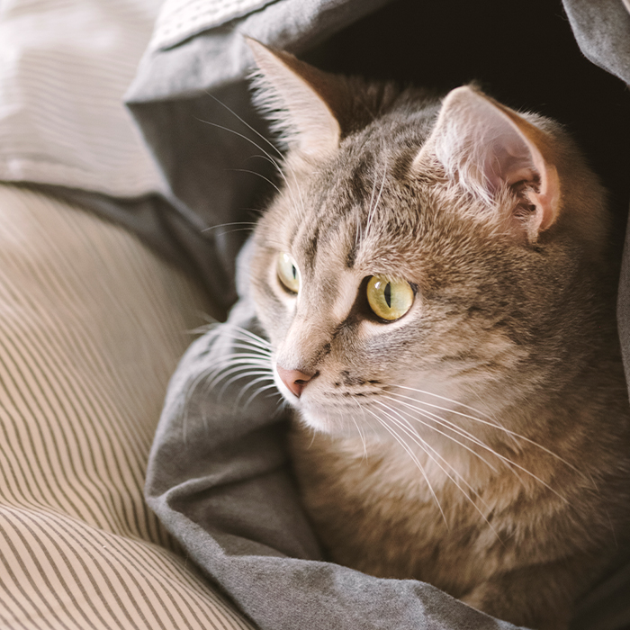 A domestic tabby gray cat lies on the bed wrapped
