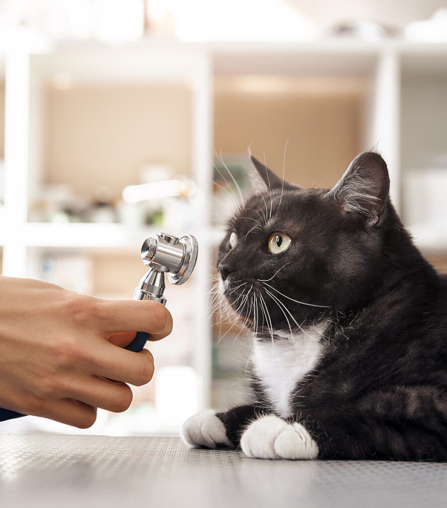 Sick cat being examined
