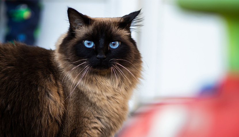 Closeup shot of a himalayan cat staring