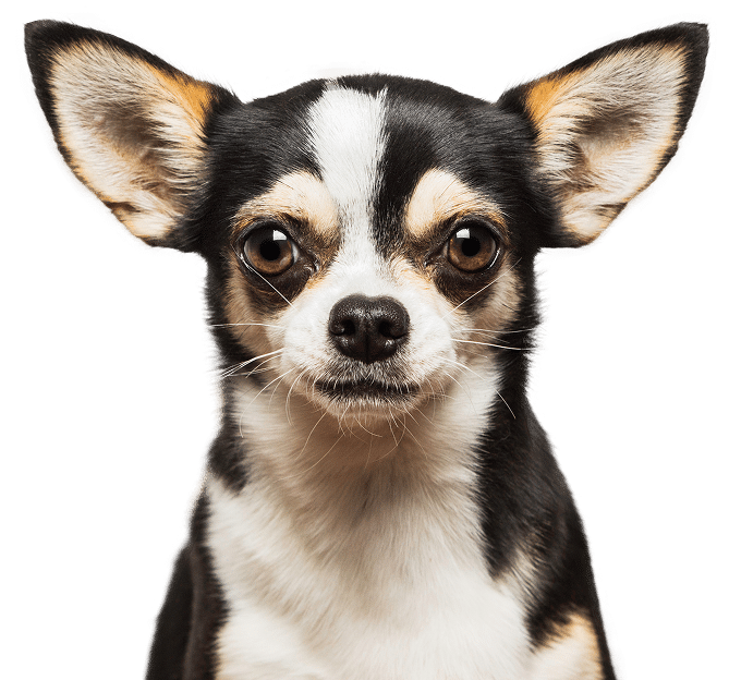 Cute studio portrait of a chihuahua