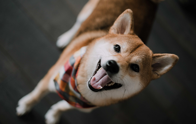 Cute happy puppy dog with tongue out smiling