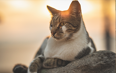 Cat with a sunset in the background