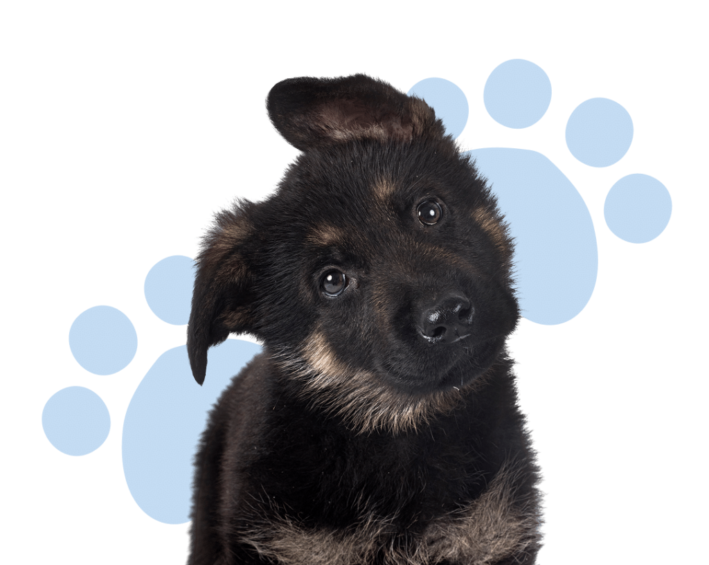 Puppy german shepherd