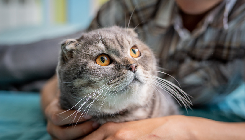 Indoor portrait of cat