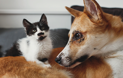 Adorable black and white kitten and dog