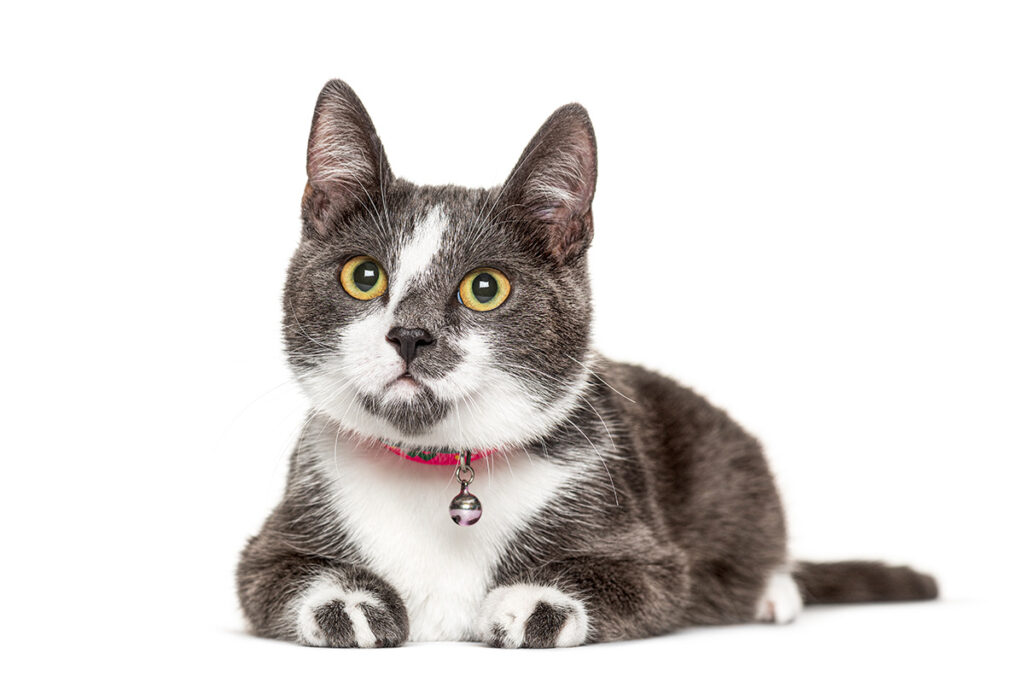 Gray and white cat with yellow eyes wearing a pink collar and bell