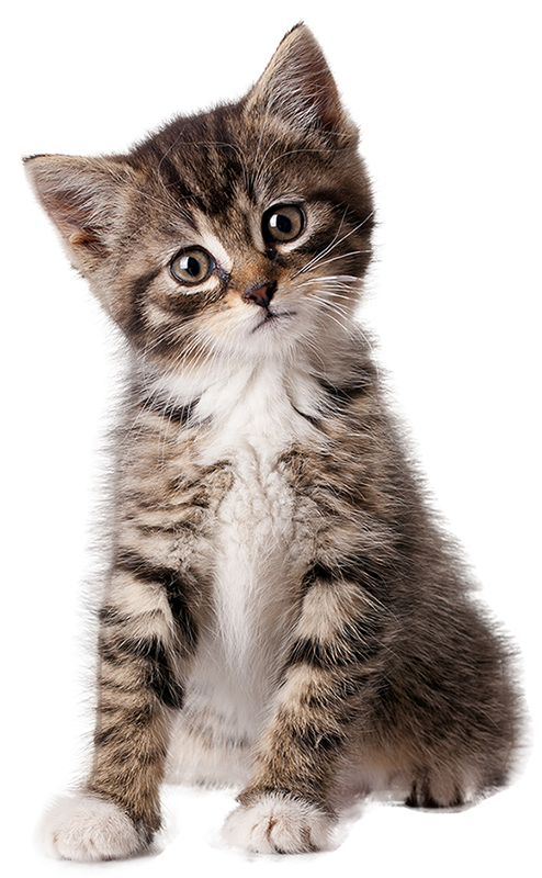 Little kitten