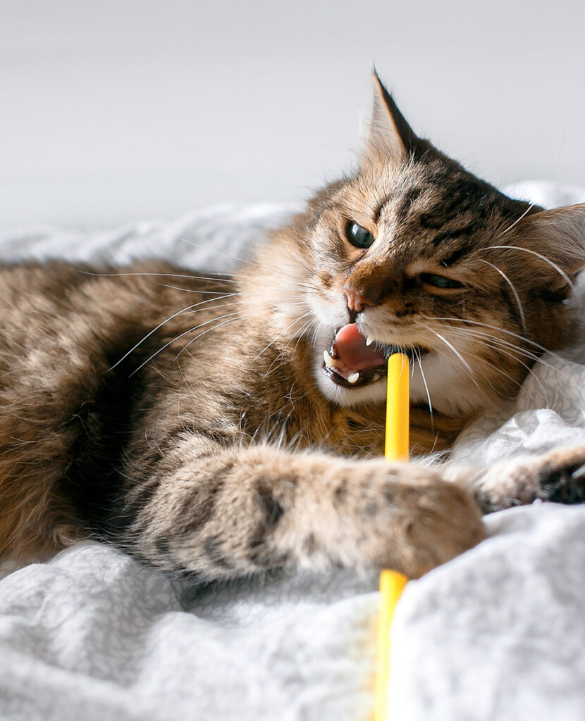 Maine coon cat playing with mouse toy and grooming