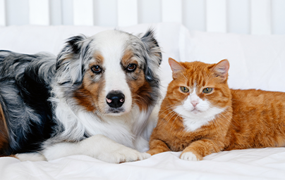 Red cat and gray dog lying together on the bed