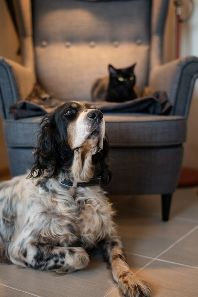 A dog and a cat indoors