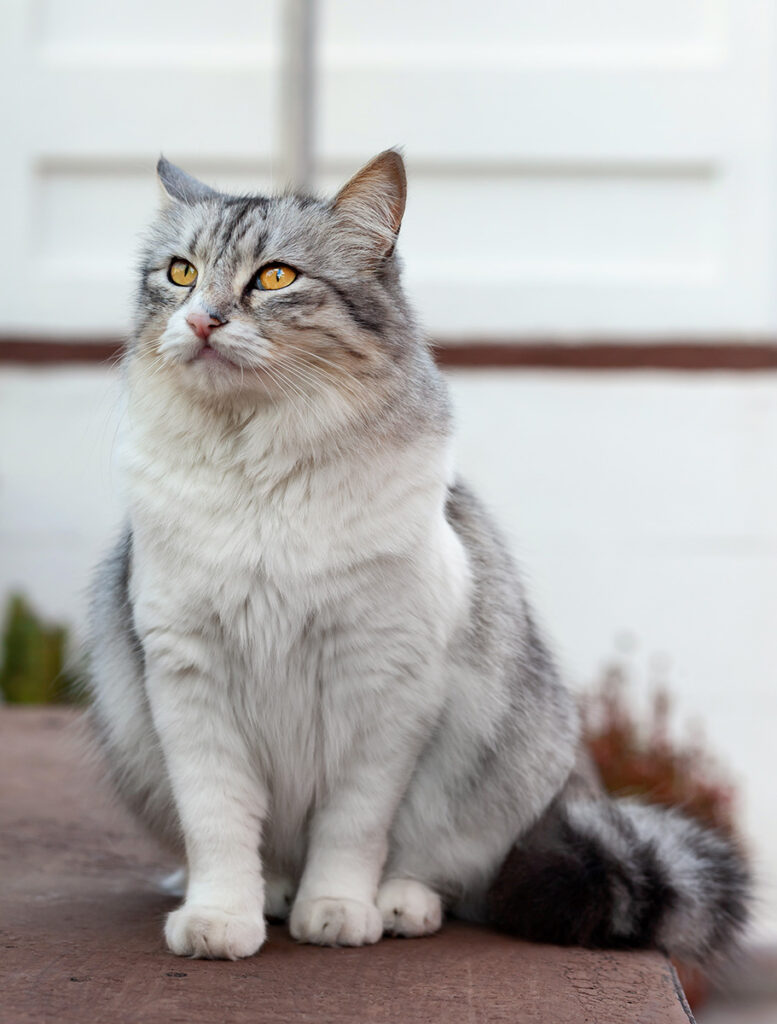 Portrait of a beautiful long haired cat