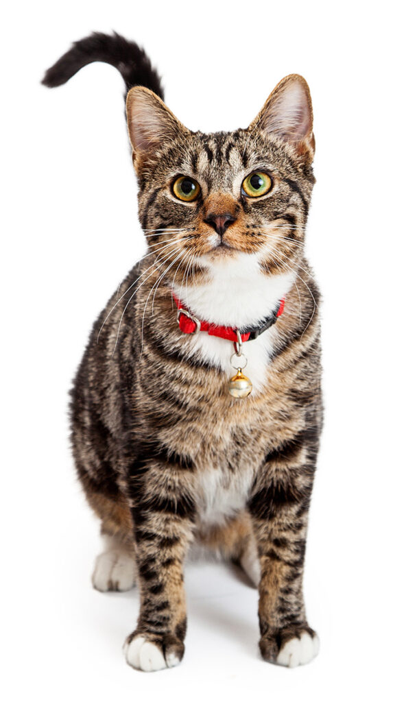 Pretty bengal cat sitting looking forward