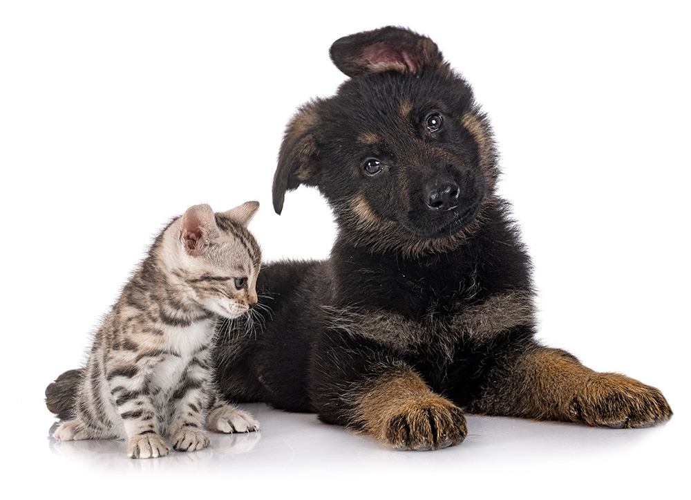 Puppy german shepherd and kitten
