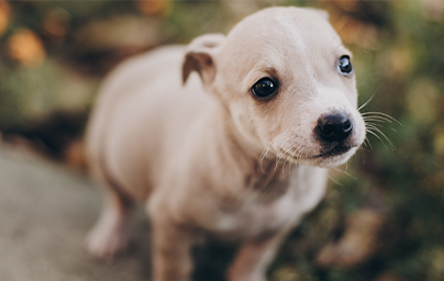 Tiny beige puppy posing