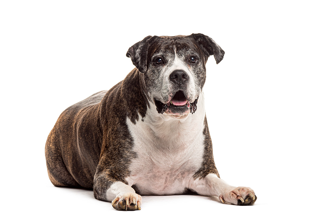 Senior brindle mongrel dog lying down