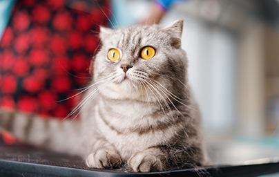 Yellow-eyed cat lying in a veterinary exam room.