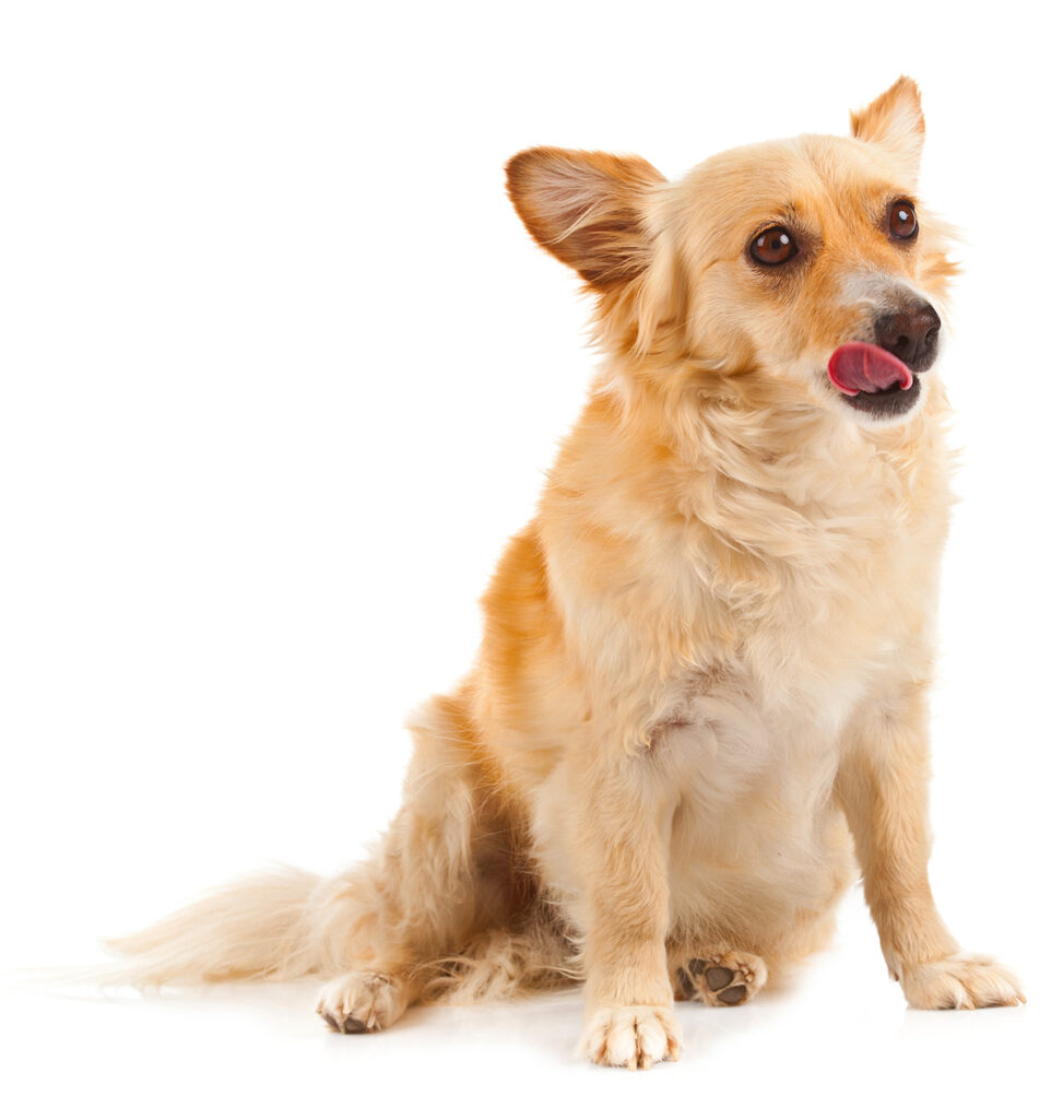 Spitz dog