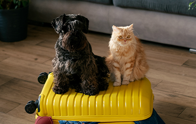 Travel concept with funny dog and cat sitting