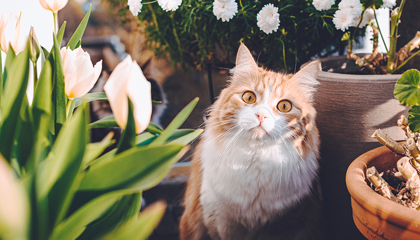 Adorable and funny ginger pussycat looking curious
