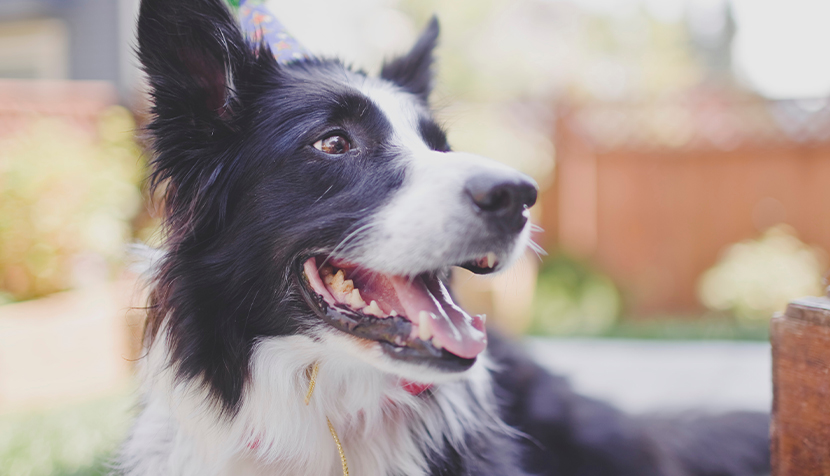 A happy collie dog smiling and lying down outside
