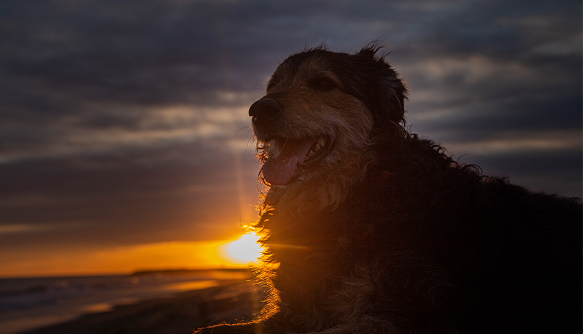 Dog on the beach at sunset in winter