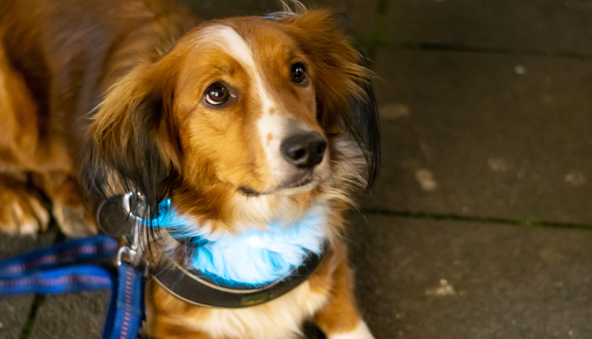 Cute puppy with a leash and light collar looking up