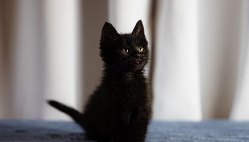 Cute rescued kitten on a blue fabric surface