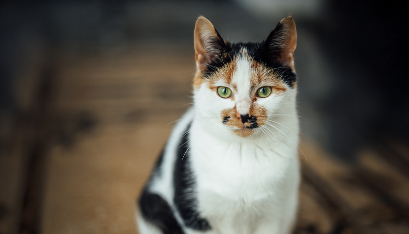 Vertical shot of a cat sitting on a rug