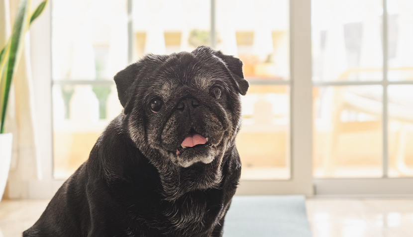 Funny pug dog sitting on the floor looking at camera