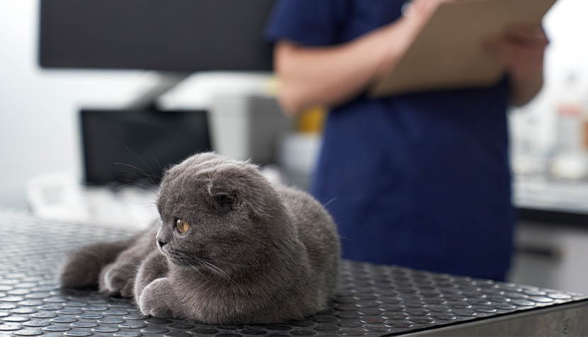 Grey cat waiting for examining at the veterinarian