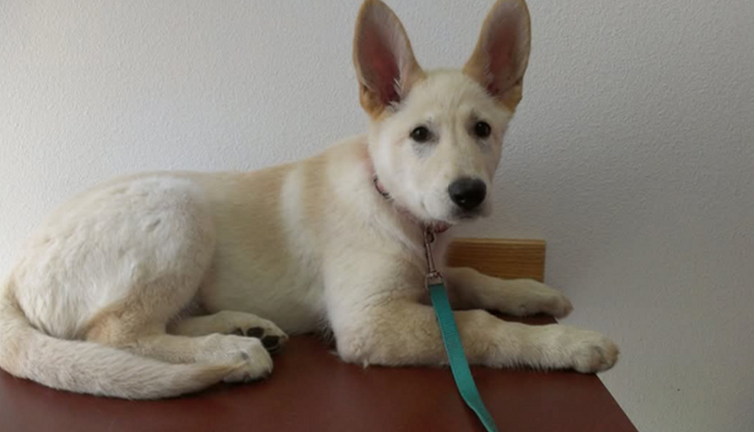 White dog with a blue leash.