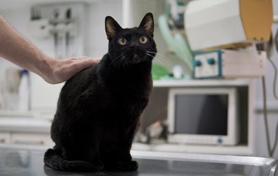 Senior black cat at veterinarian with doctor